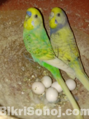 budgerigar bird